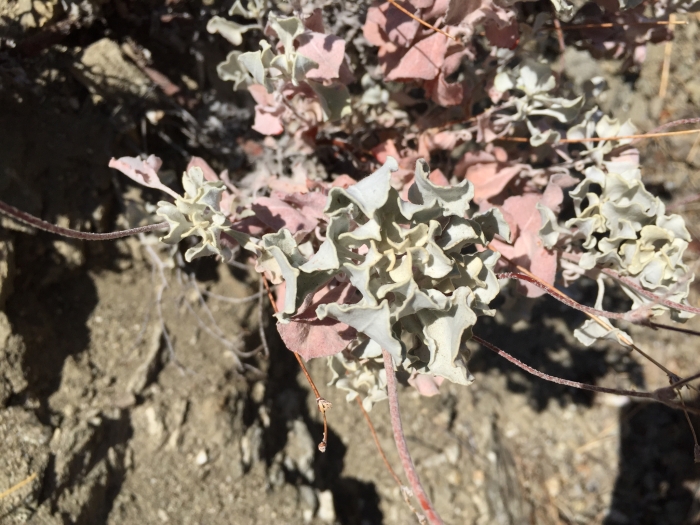 Eriogonum saxatile image