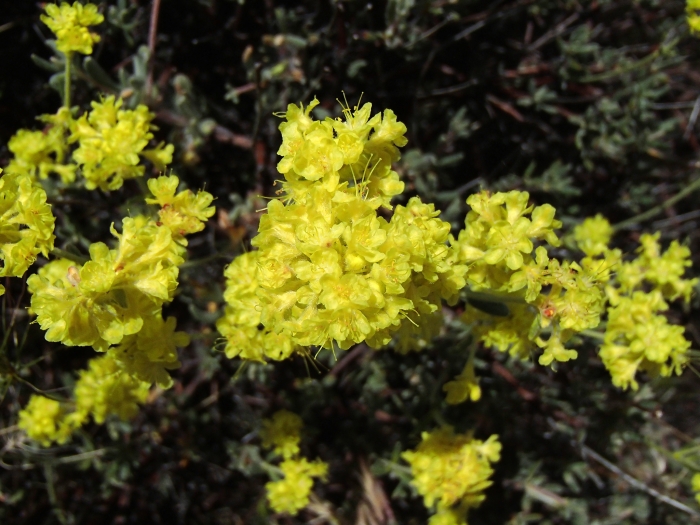 Eriogonum sphaerocephalum image