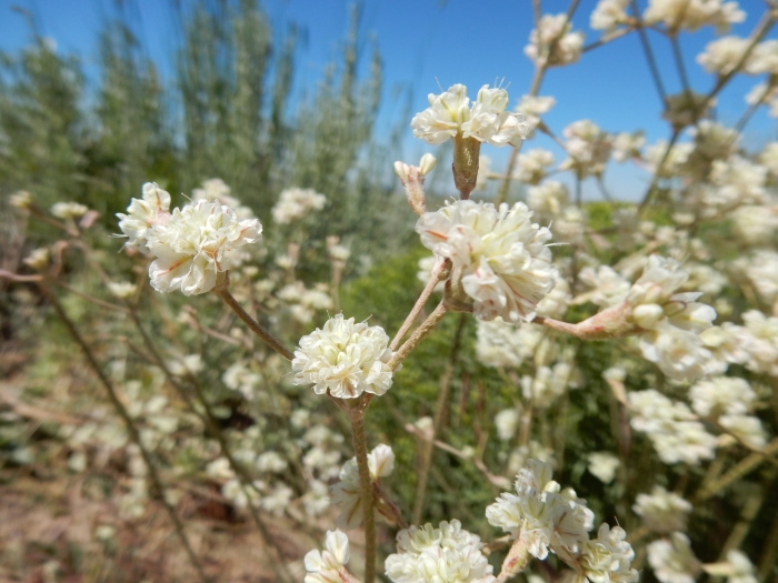 Eriogonum strictum image