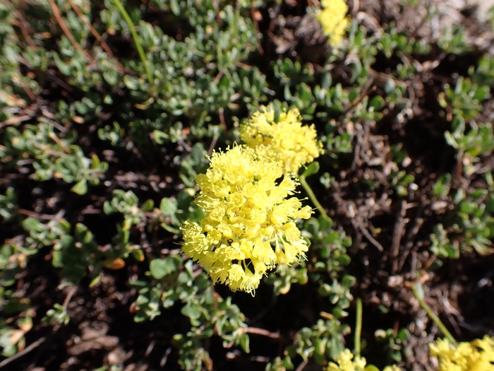 Eriogonum umbellatum image