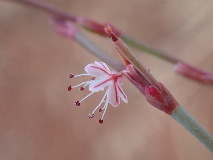 Eriogonum vimineum image