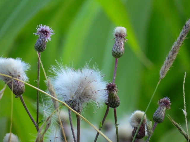 Eriophorum gracile image