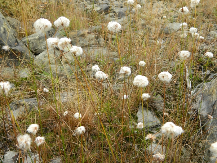 Eriophorum virginicum image