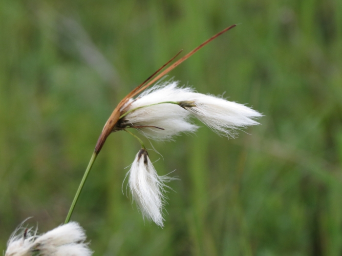 Eriophorum viridicarinatum image