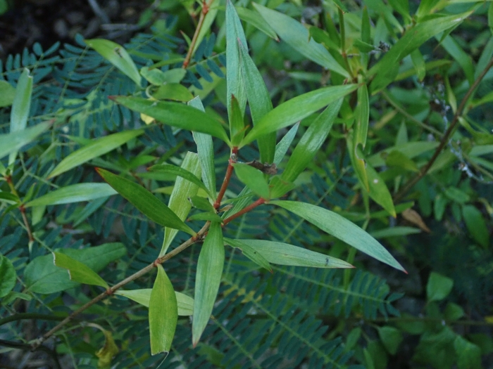 Ernodea littoralis image