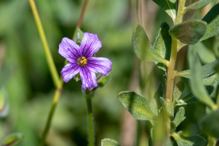 Erodium botrys image