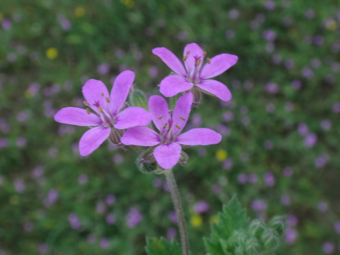 Erodium malacoides image