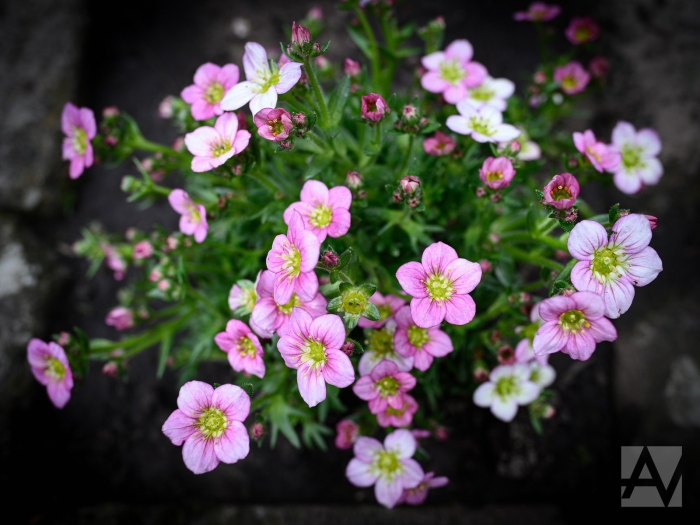 Erodium reichardii image