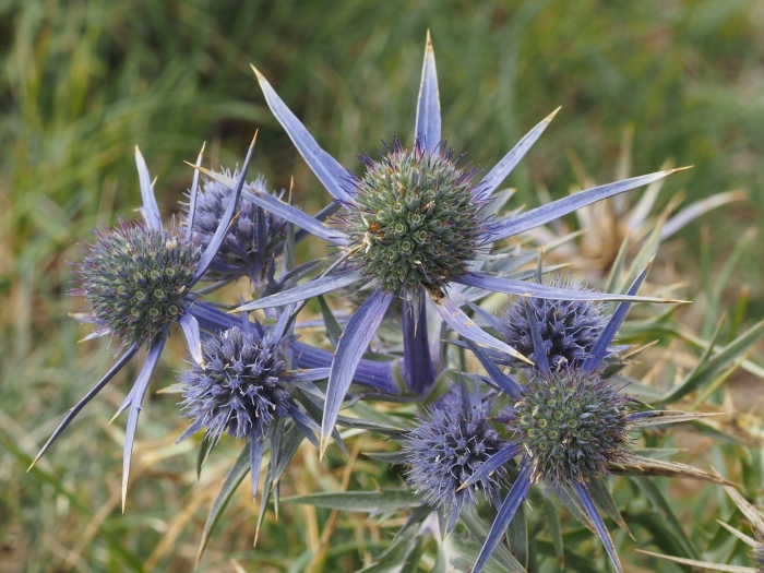Eryngium amethystinum image
