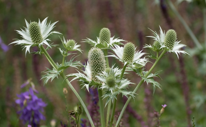 Eryngium giganteum image
