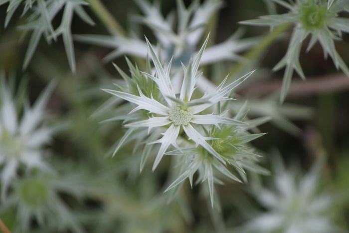 Eryngium heterophyllum image