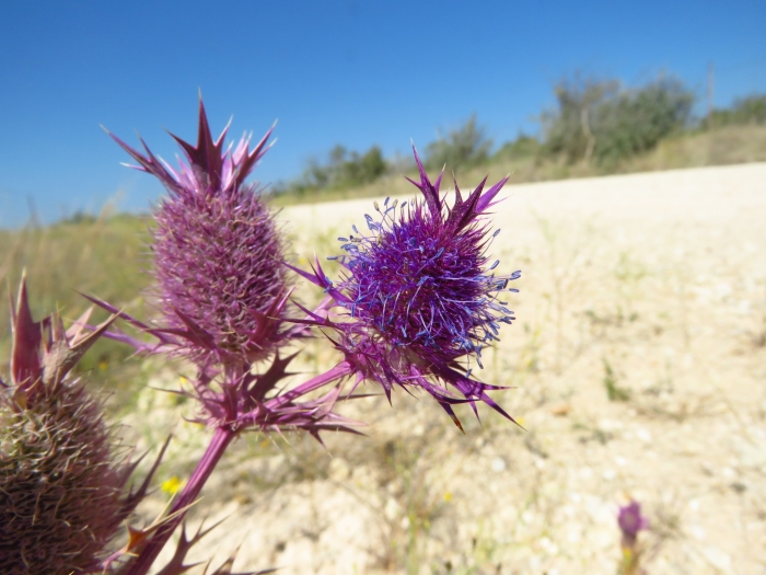 Eryngium leavenworthii image