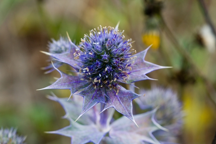 Eryngium maritimum image
