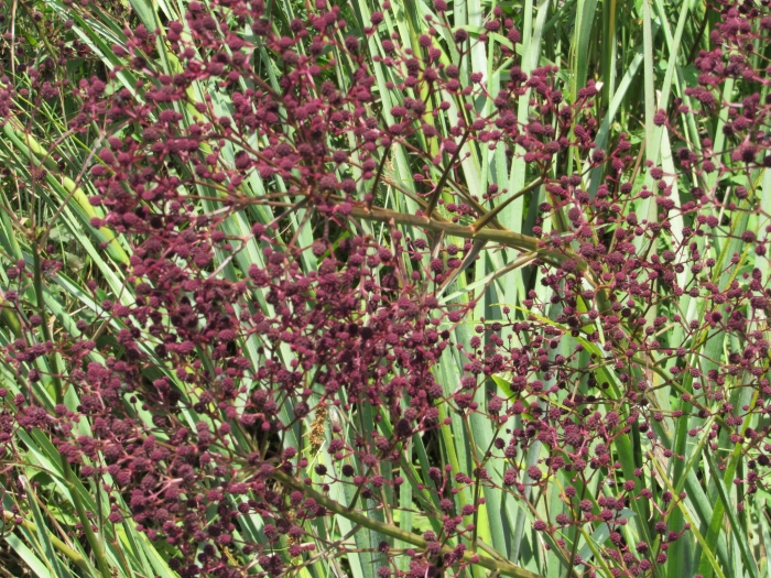 Eryngium pandanifolium image