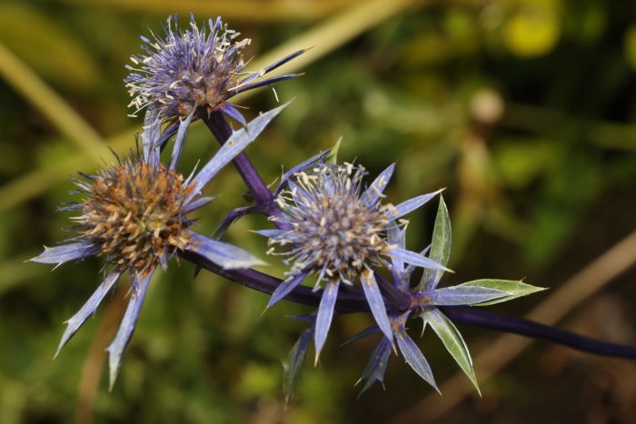 Eryngium variifolium image