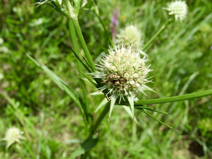Eryngium yuccifolium image