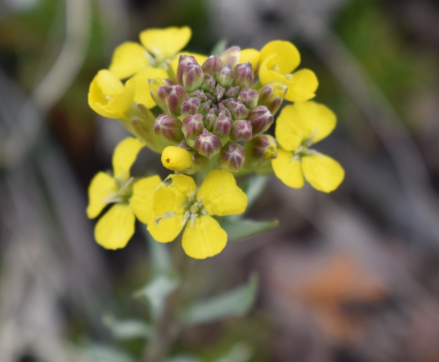 Erysimum asperum image
