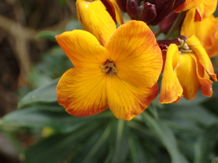 Erysimum cheiri image