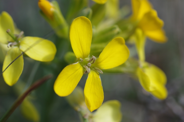 Erysimum franciscanum image