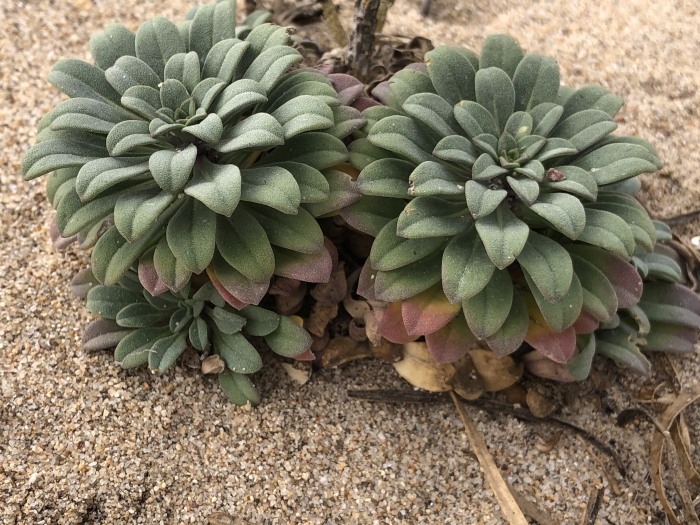 Erysimum menziesii image