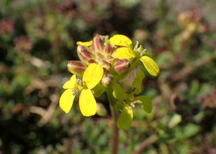 Erysimum pulchellum image