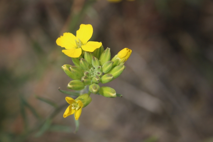 Erysimum suffrutescens image