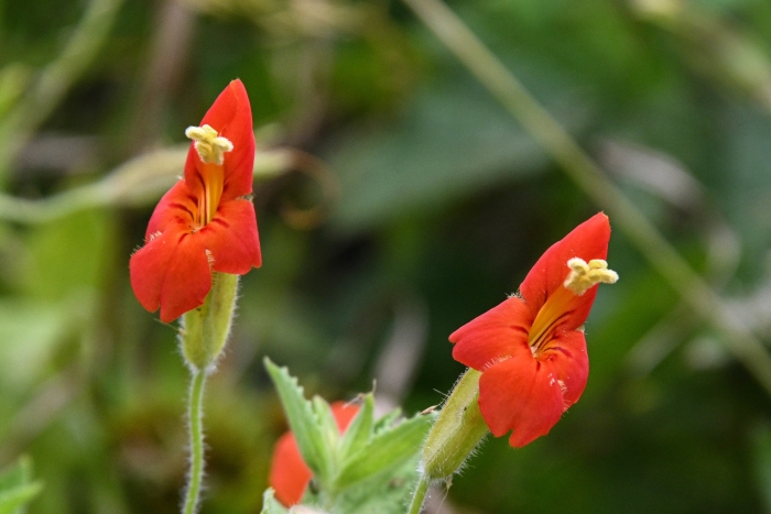 Erythranthe cardinalis image