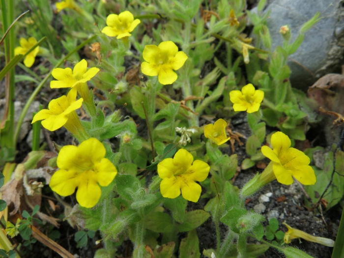 Erythranthe moschata image