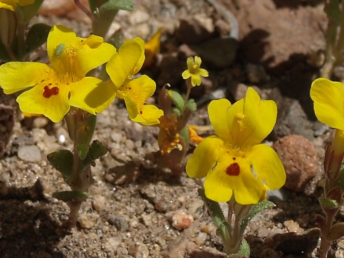 Erythranthe suksdorfii image