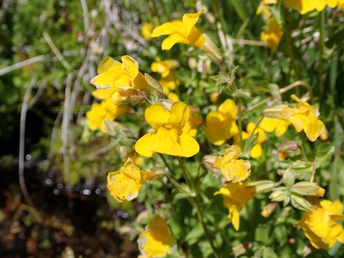 Erythranthe tilingii image