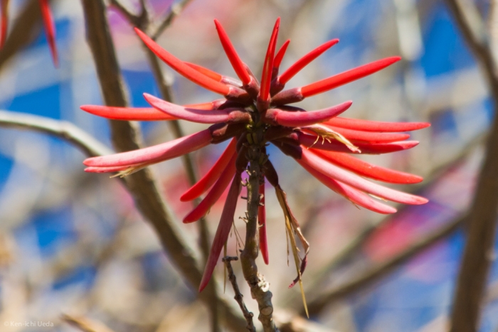 Erythrina americana image