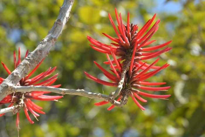 Erythrina berteroana image