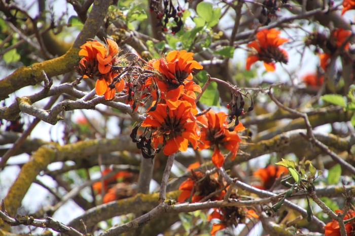 Erythrina caffra image