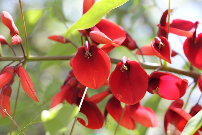 Erythrina crista-galli image