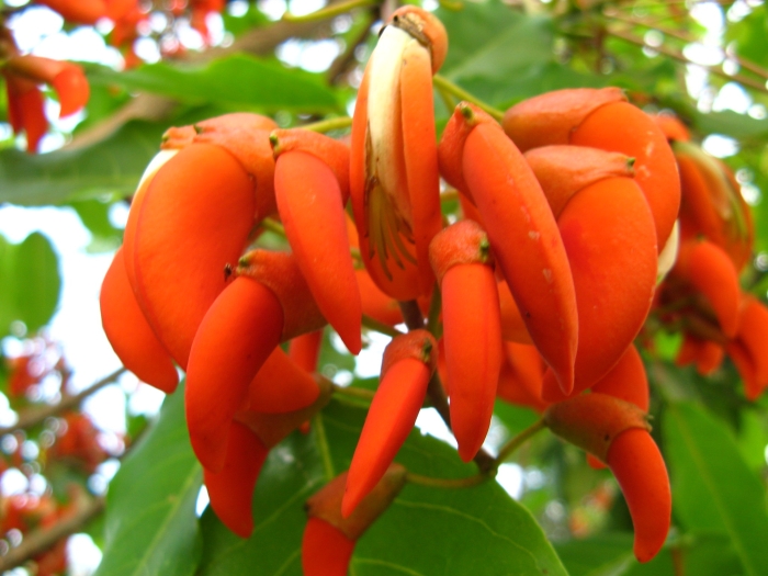 Erythrina falcata image