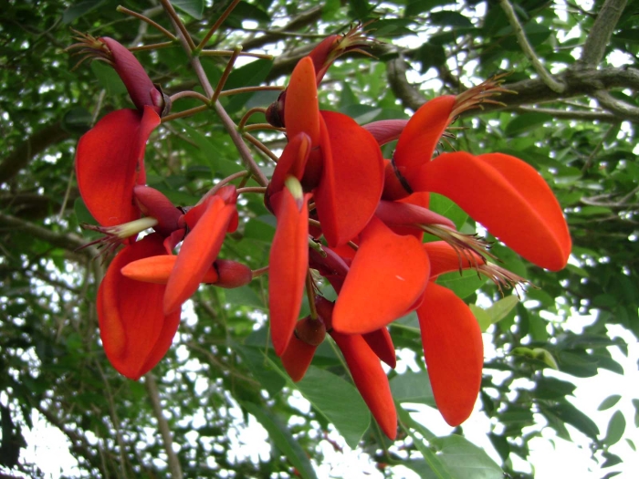 Erythrina fusca image