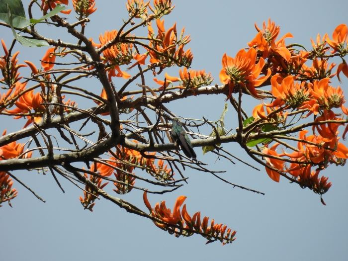 Erythrina poeppigiana image