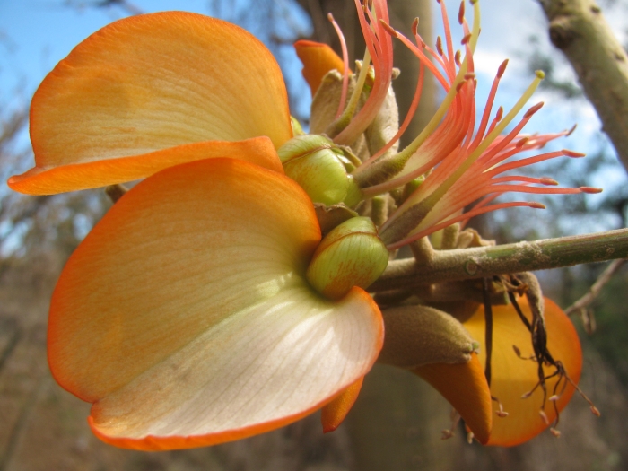 Erythrina sandwicensis image