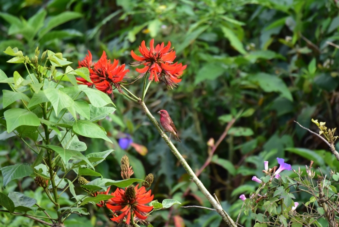 Erythrina variegata image