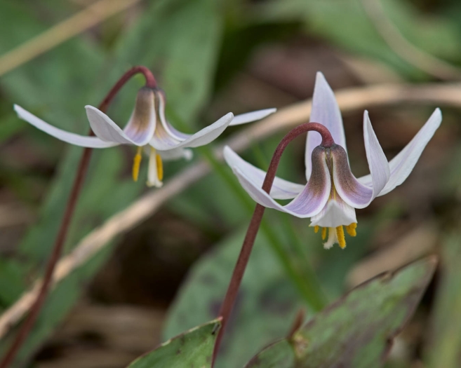 Erythronium albidum image