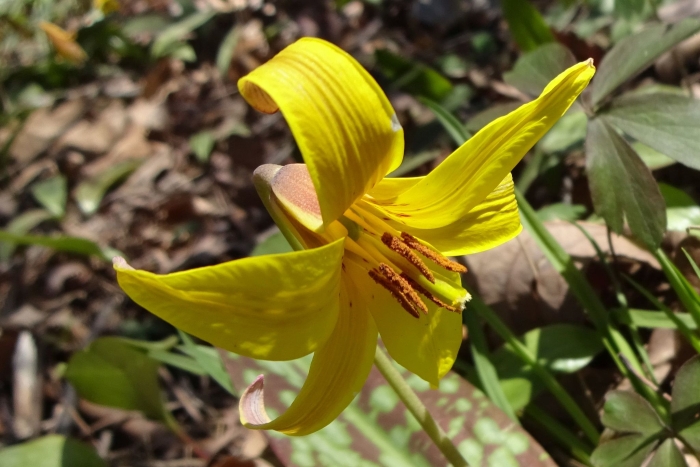 Erythronium americanum image
