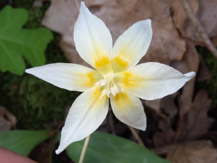 Erythronium californicum image