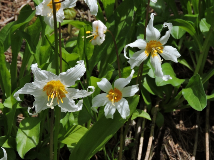 Erythronium montanum image