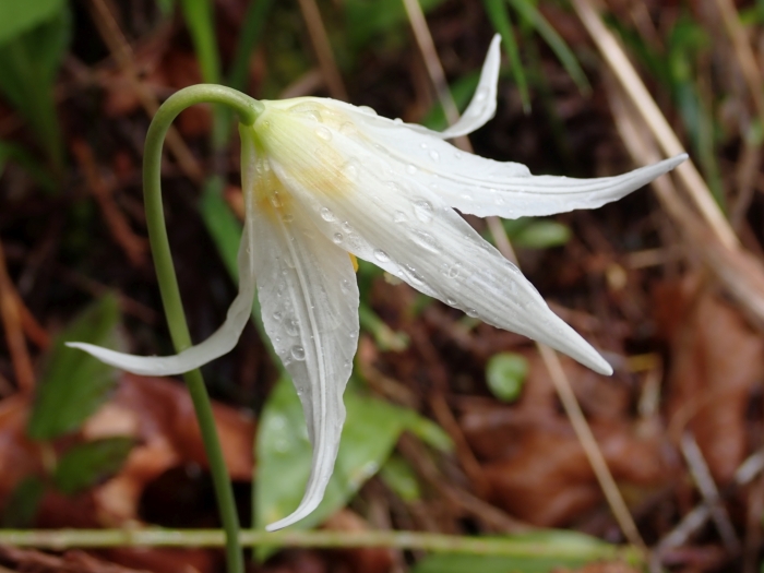 Erythronium oregonum image