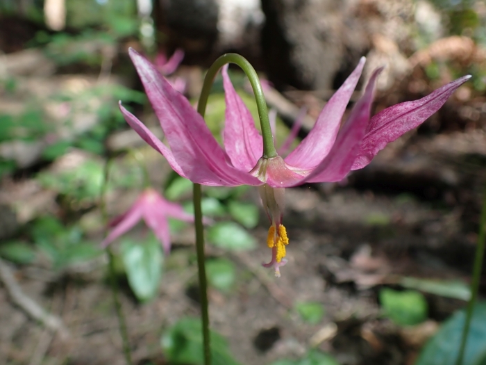 Erythronium revolutum image