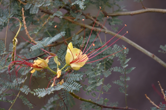 Erythrostemon gilliesii image