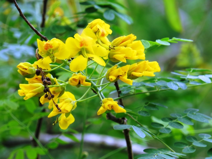Erythrostemon mexicanus image