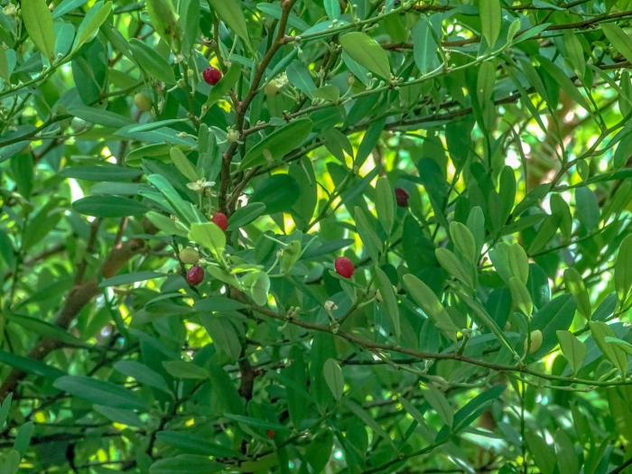 Erythroxylum coca image