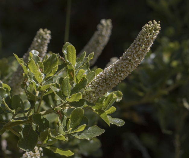 Escallonia pulverulenta image