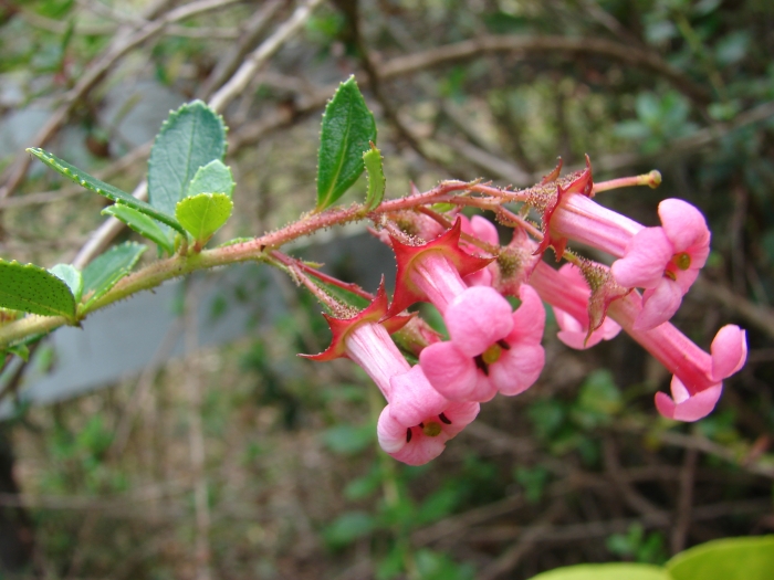 Escallonia rubra image